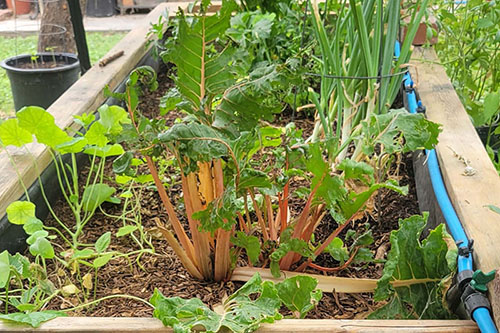 City seeks input on Food Action Plan