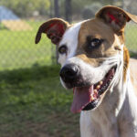 Beware of missing pet scam