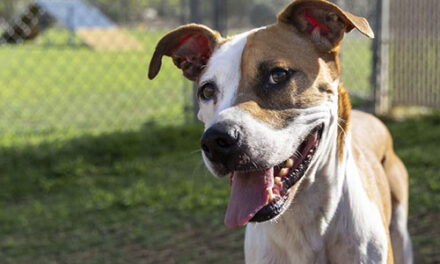 Beware of missing pet scam