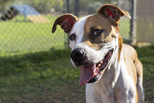 Beware of missing pet scam