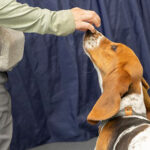 Help pups put best paw forward