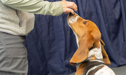 Help pups put best paw forward