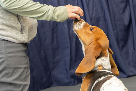 Help pups put best paw forward