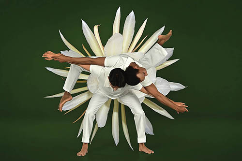 Ballet blooms at the Garden