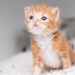 Tiniest patients need foster homes