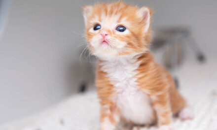 Tiniest patients need foster homes