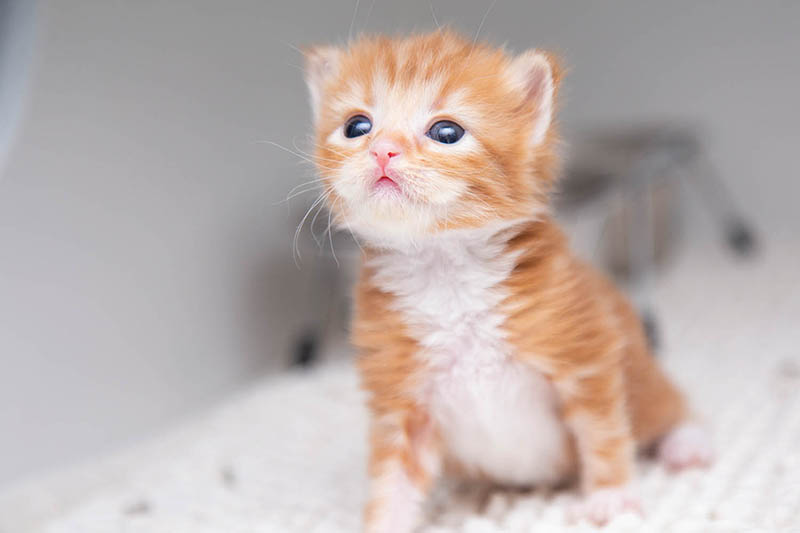 Tiniest patients need foster homes