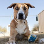 Keep pets safe in summer heat