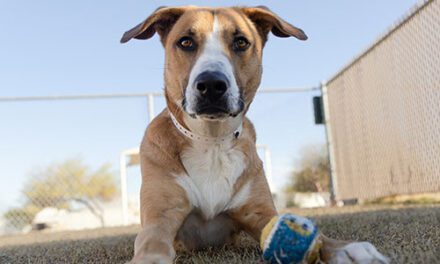 Keep pets safe in summer heat