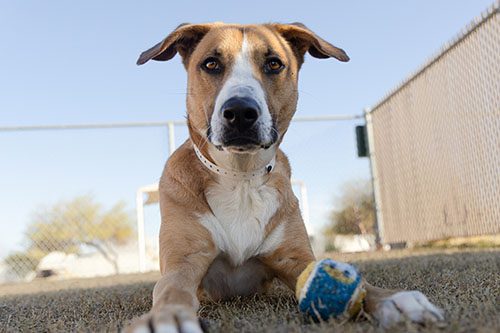 Keep pets safe in summer heat