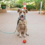 Explore safely during Dog Days of Summer