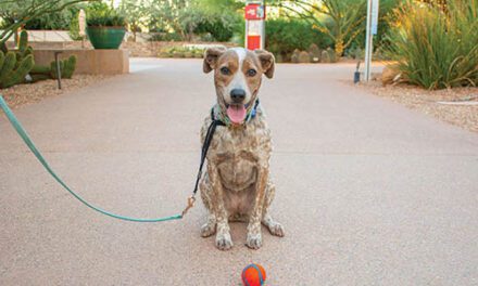Explore safely during Dog Days of Summer