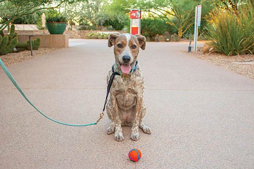Explore safely during Dog Days of Summer