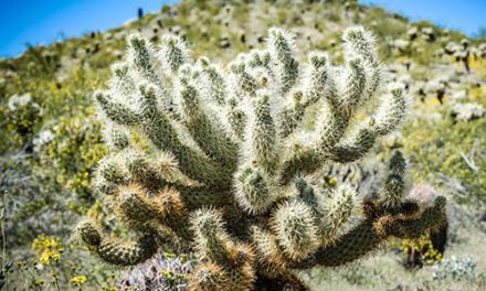 Fire ban continues in Phoenix preserves