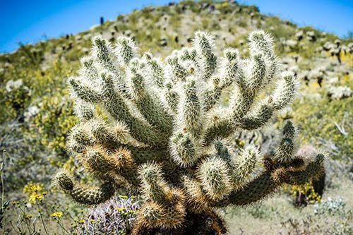 Fire ban continues in Phoenix preserves