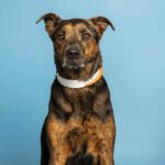 Delightful Diamond loves everyone that she meets