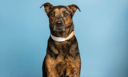 Delightful Diamond loves everyone that she meets
