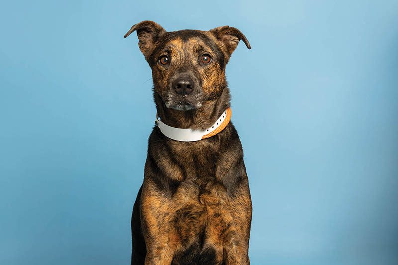 Delightful Diamond loves everyone that she meets