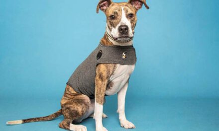 Help pets weather the storm