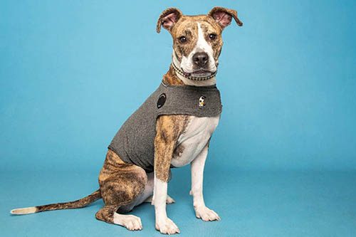 Help pets weather the storm
