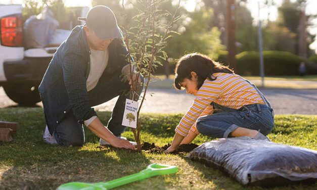 Shade trees available to SRP customers