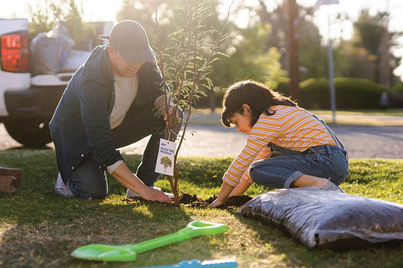 Shade trees available to SRP customers