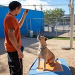 Adopt, treat and train pets at AAWL