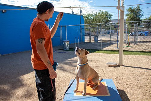 Adopt, treat and train pets at AAWL