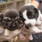 Orphaned puppies looking for a foster family