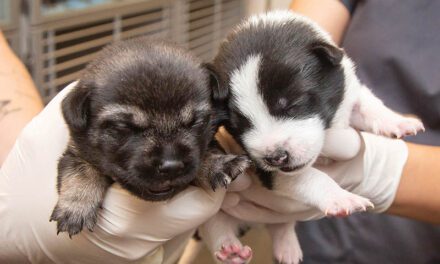 Orphaned puppies looking for a foster family