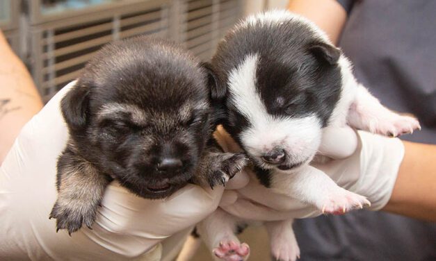 Orphaned puppies looking for a foster family
