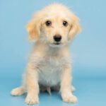 Teeny is a little fella with a big personality