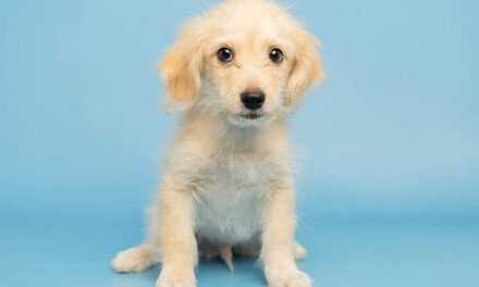 Teeny is a little fella with a big personality