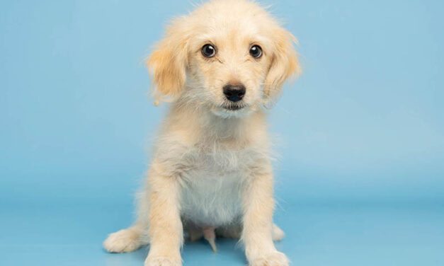 Teeny is a little fella with a big personality