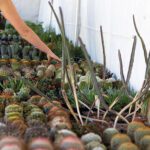 Plant sale celebrates ‘50’