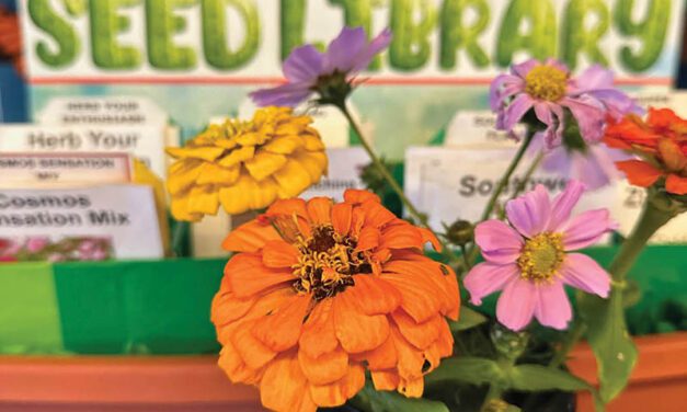 From garden to table: Cook healthy meals at home