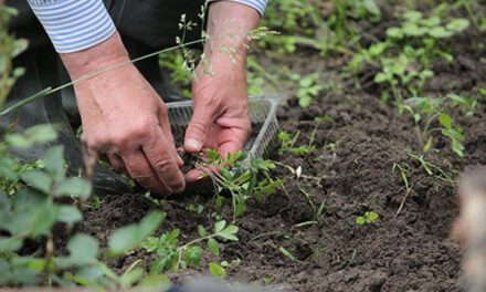 Get ready to garden