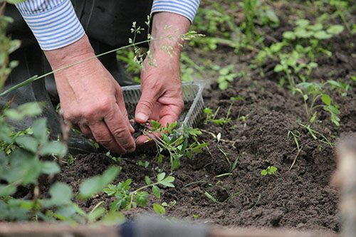 Get ready to garden