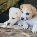 Partnership serves pups and planet