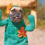 Have a howling good time