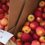 Market welcomes fall season